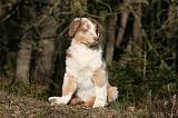 BERGER AUSTRALIEN PUPPIES 640